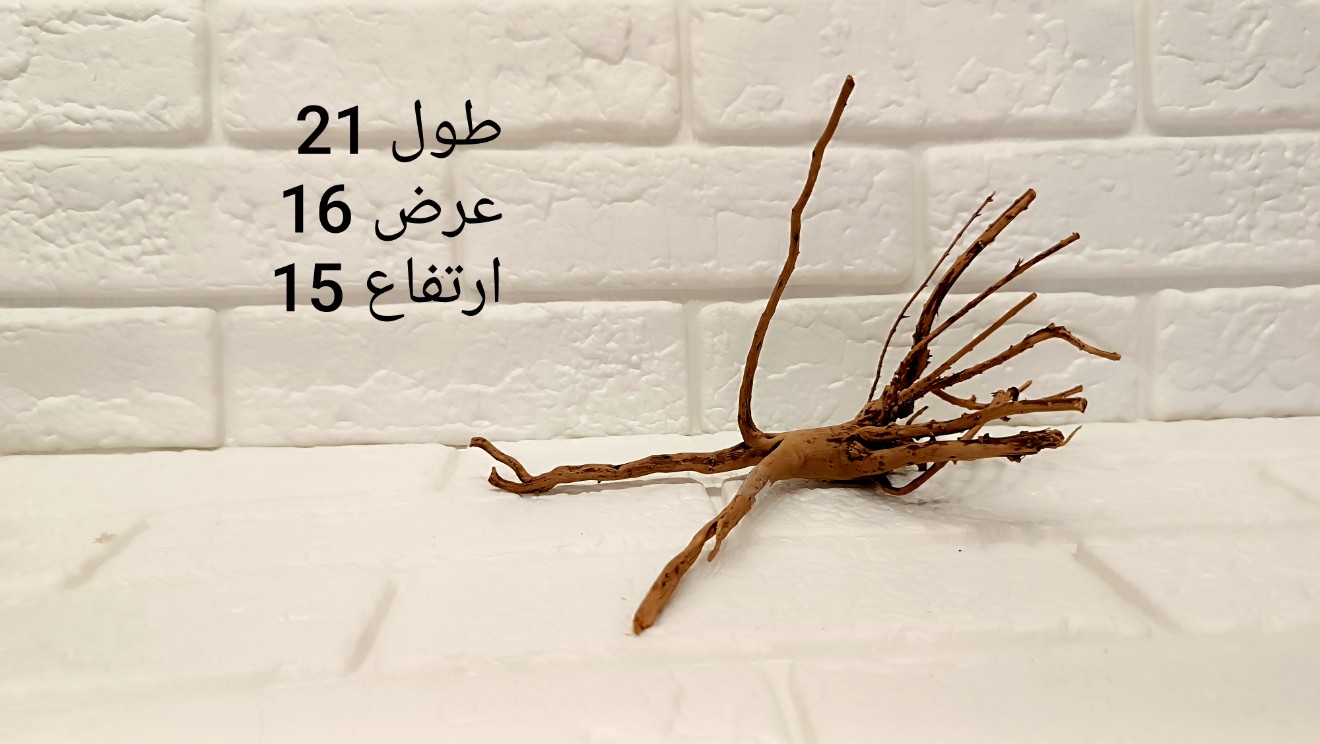 ریشه آبنوس کد 21