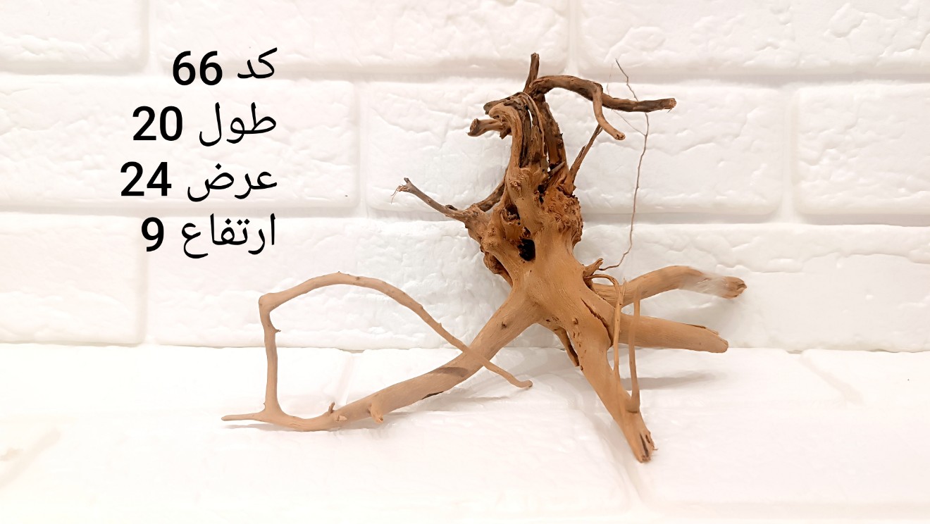 ریشه آبنوس کد 66