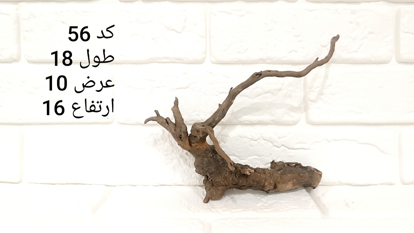 ریشه آبنوس کد 56
