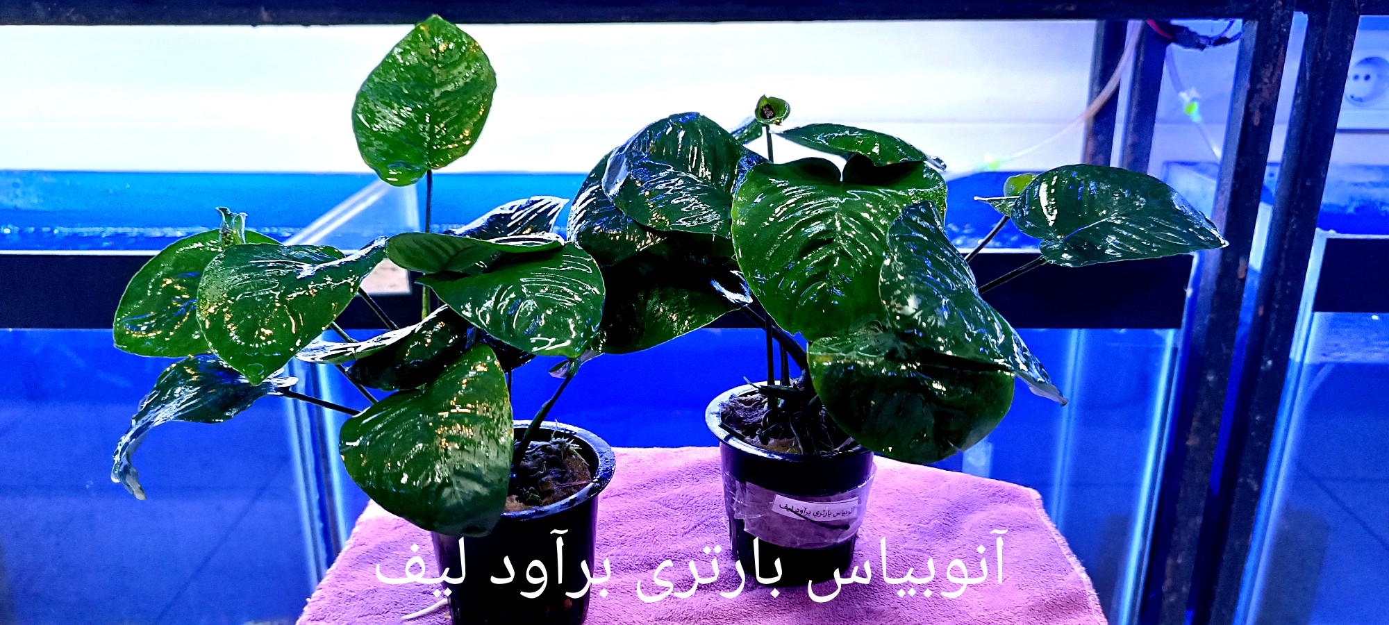 گیاه آنوبیاس بارتری برآود لیف xxxl