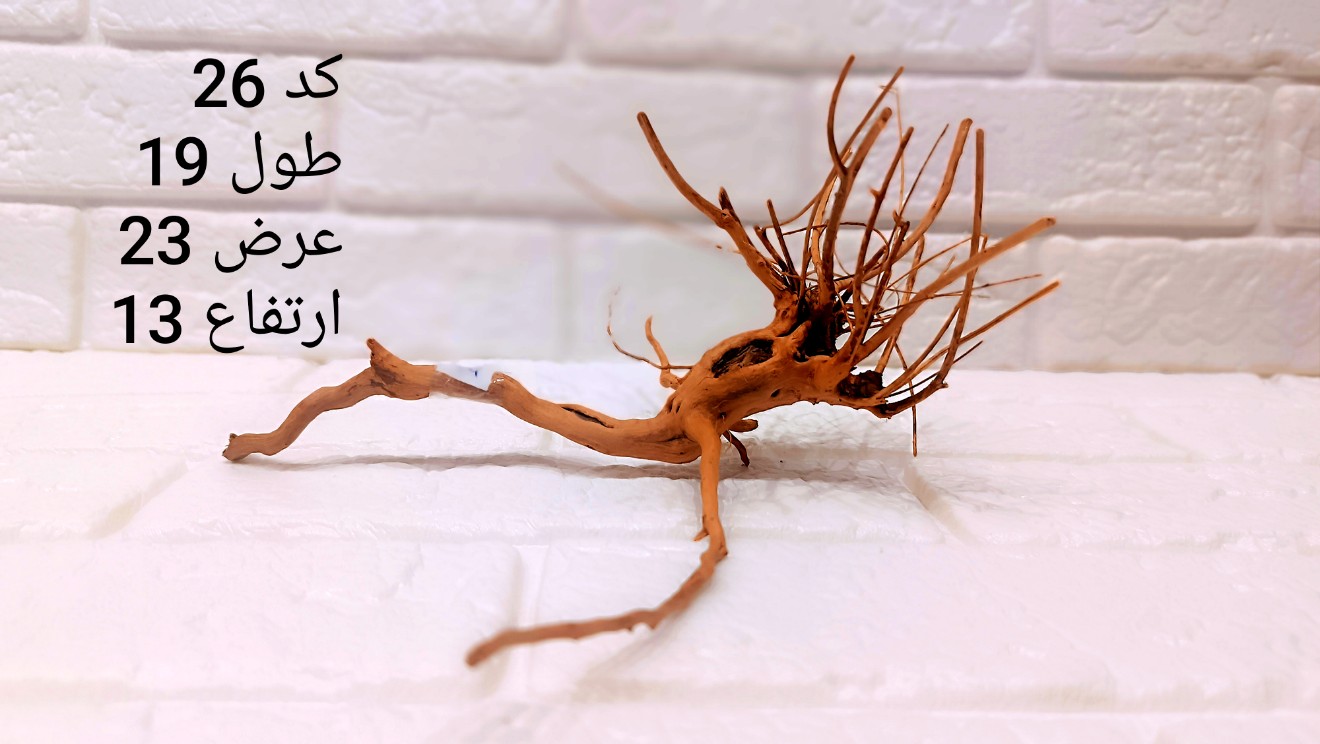 ریشه آبنوس کد 26