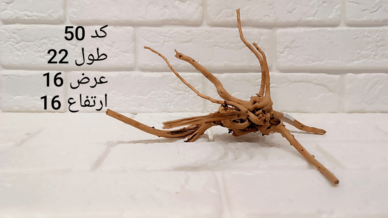 ریشه آبنوس کد 50