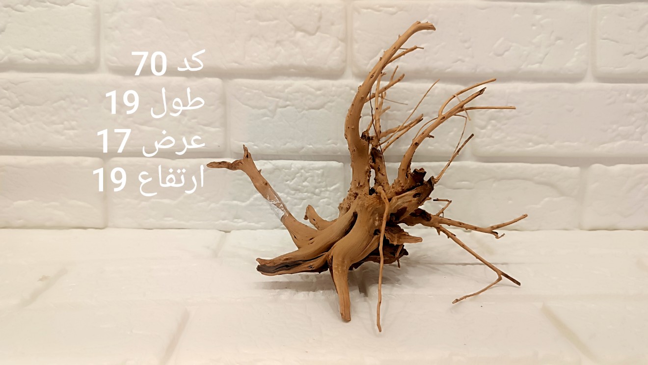ریشه آبنوس کد 70