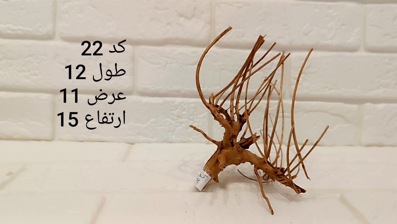 ریشه آبنوس کد 22