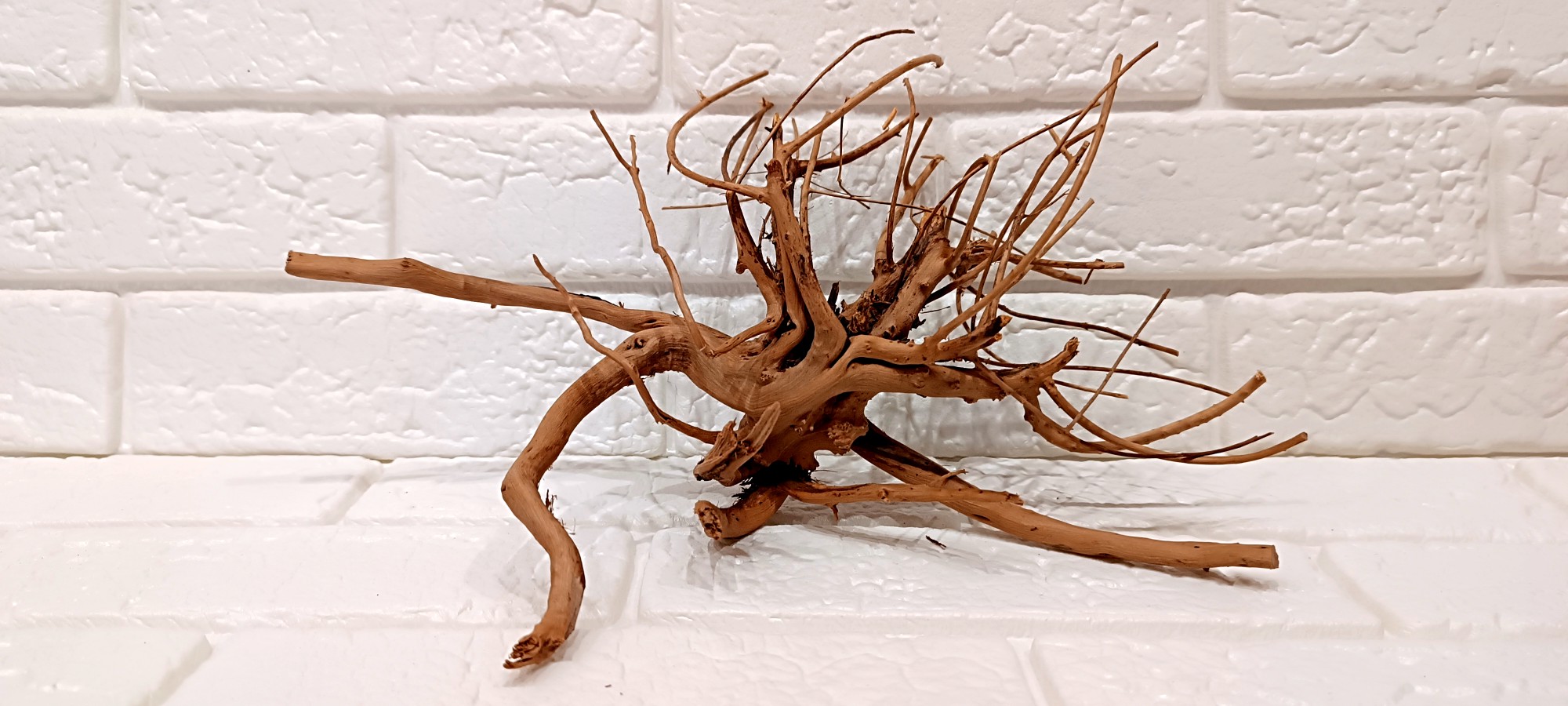 ریشه آبنوس کد ۰۹۲