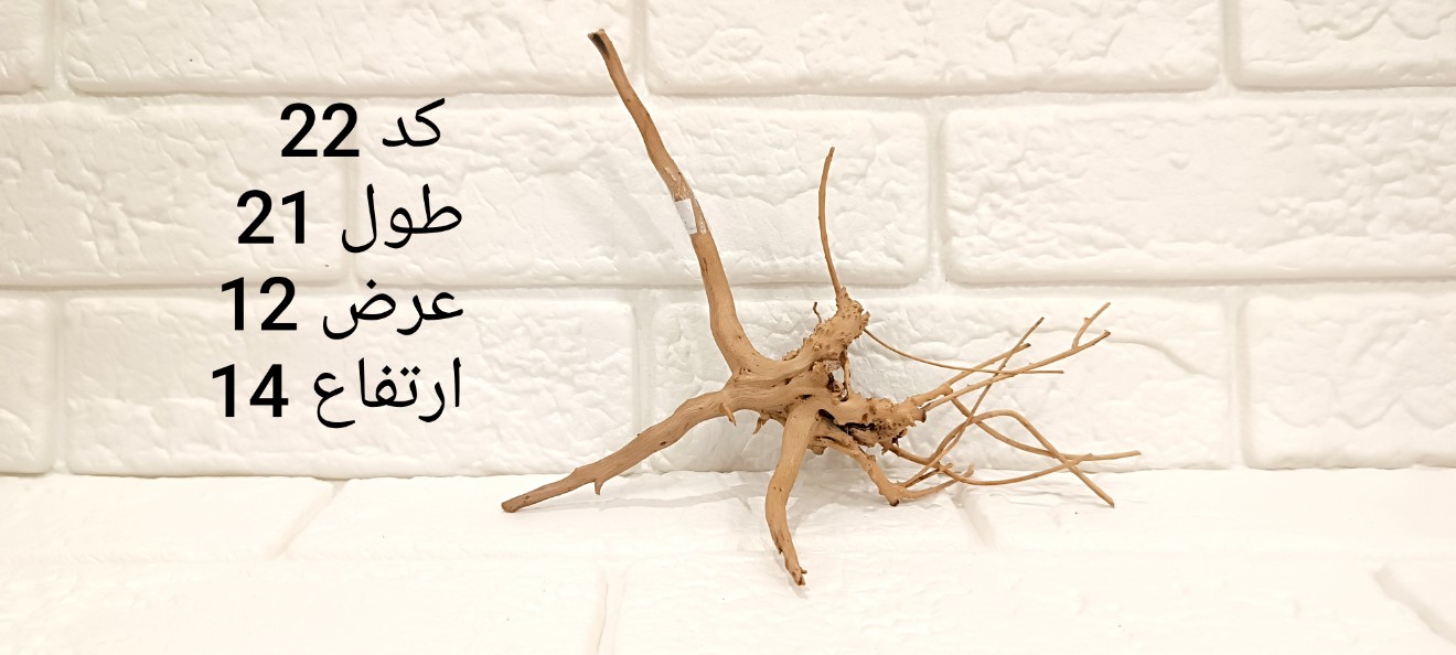 ریشه آبنوس کد 22